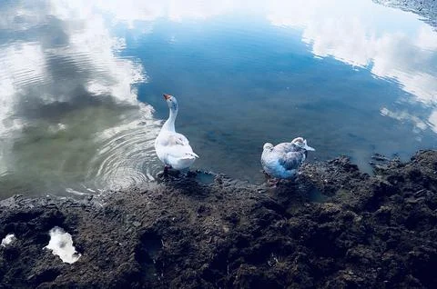 Two ducks are about to enter the water by the lake Stock Photos