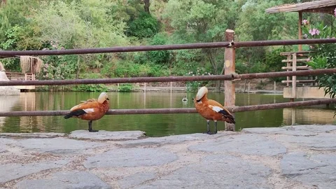 Two ducks are cleaning their feathers in front of the lake Stock Footage 196147380