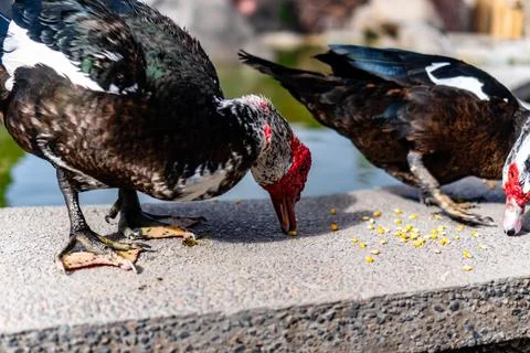Two ducks are eating corn on a cement wall Stock Photos