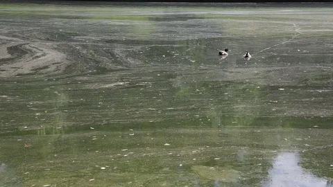 Two ducks are floating on the dirty surface of the lake Stock Footage