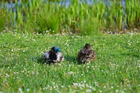 Two ducks are laying in the grass by a body of water Stock Photos