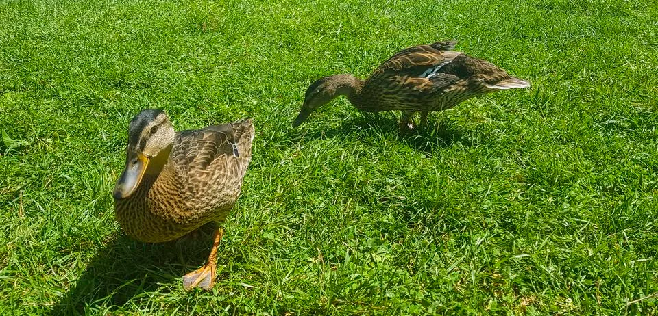 Two ducks are nibbling the green grass in the meadow. Stock Photos