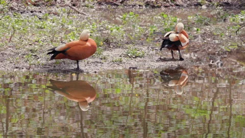 Two ducks are resting and preening their feathers by the pond. 스톡 동영상 333988285