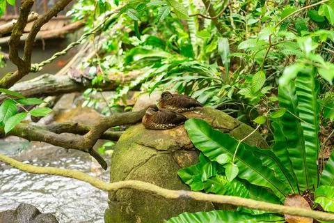 Two ducks are resting on a stone in the lake Stock Photos