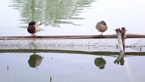 Two ducks are resting on the water fence and grooming their feathers Video stock 239857406