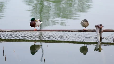Two ducks are resting on the water fence and grooming their feathers Video stock 239877250