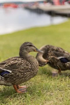 Two ducks are seen foraging on the grass near a lake. The sunlight highlights Stock Photos