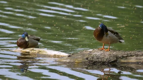 Two ducks are sitting on a tree peering out of the water. Stock Footage 129742414