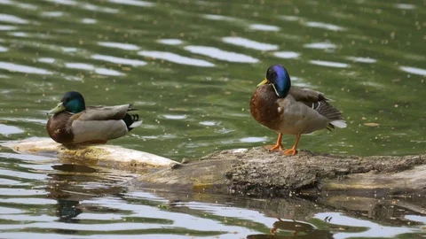 Two ducks are sitting on a tree peering out of the water. Stock Footage 129744471