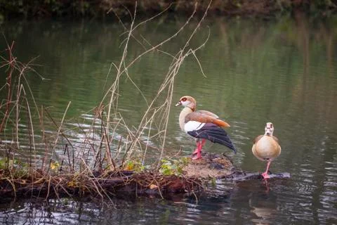 Two ducks are sitting on a tree trunk Foto stock