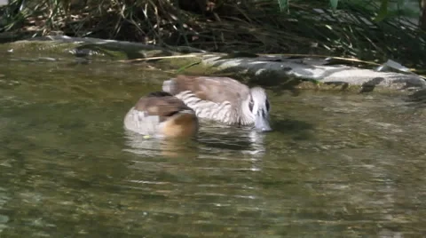 Two ducks are spinning in the water Stock Footage 44931389