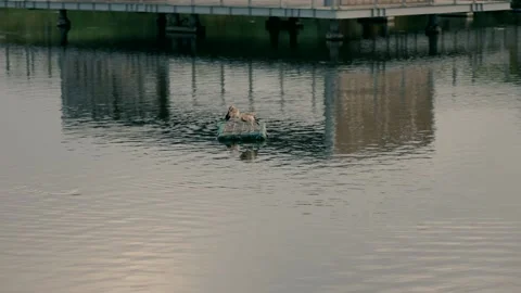 Two ducks are standing on the small raft in the lake Stock Footage 221507590