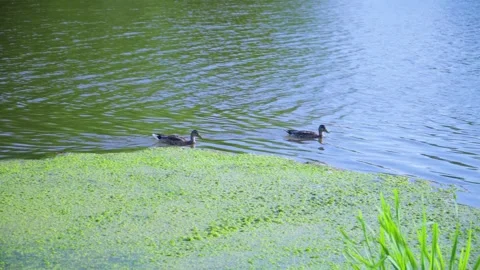 Two ducks are swimming in a pond among plants growing in the water Stock-Footage 333033875