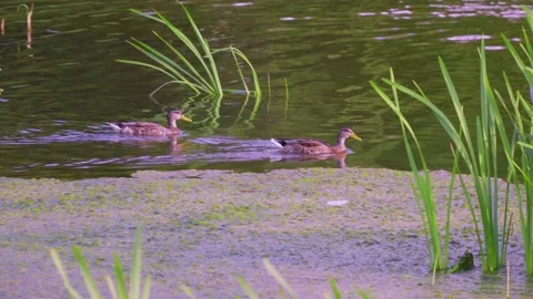 Two ducks are swimming in a pond among plants growing in the water Stockbeeldmateriaal 333033891