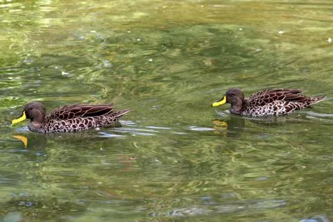 Two ducks are swimming through the water Stock Photos