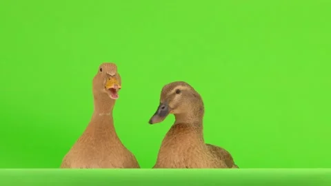 Two ducks are talking to each other isolated on a green screen. natural sound Stock Footage 135865477