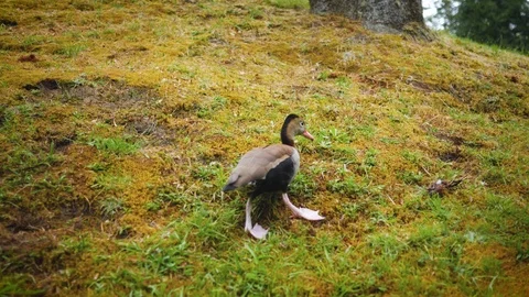 Two ducks are walking in the meadow Stock Footage 100720709