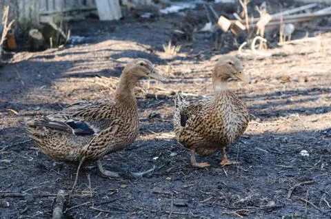 Two ducks  in the aviary for birds Stock Photos