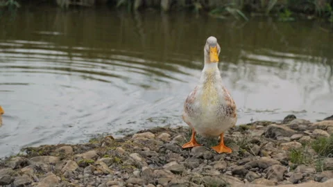 Two ducks on a bank of a river Stock Footage 100764489