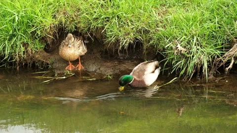 Two ducks on the banks of a small stream surrounded by green vegetation. The 库存影片 334347183