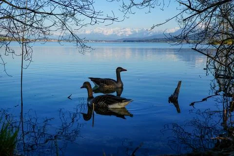 Two Ducks on Calm Lake with Reflection and Alpine Mountains Foto stock