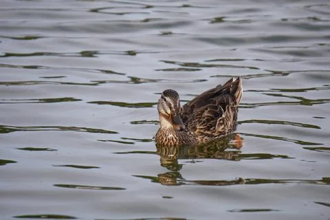Two Ducks on a Calm Lake Surface. Stock Photos