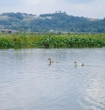 Two Ducks on Calm Lake Surrounded by Green Aquatic Plants. Stock Photos