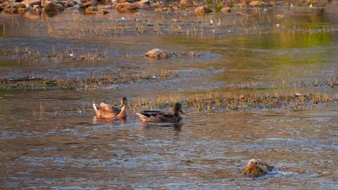 Two ducks on a city river 스톡 동영상 161908405