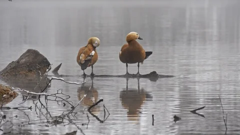 Two ducks clean feathers on the lake in winter Stock Footage 87551867