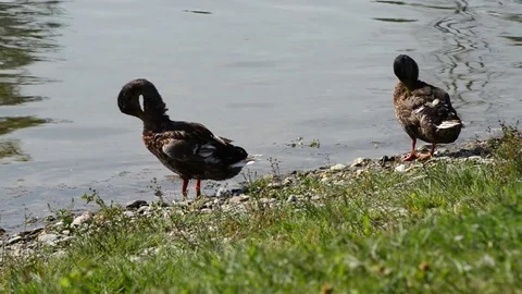Two ducks clean the plumage on the lakeshore in summer Stock Footage 78073963