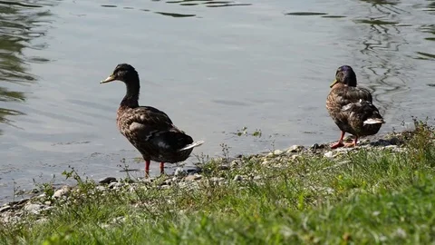 Two ducks clean the plumage on the lakeshore in summer Stock Footage 78074091