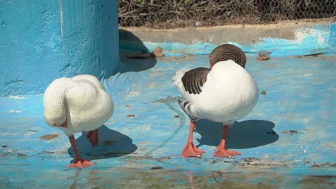Two ducks clean their feathers at the side of a pool Stock Footage 154836078