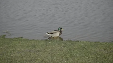 Two Ducks Cleaning in Shallow Water Stock Footage 203917769