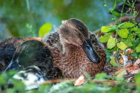 Two ducks in close up Stock Photos