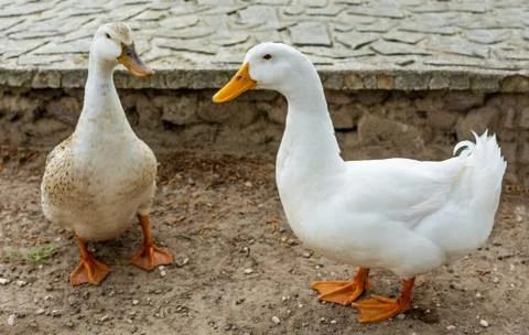 Two ducks closeup Stock Photos