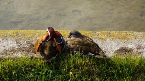 Two ducks couple pair sitting in front of the lake Stock Photos