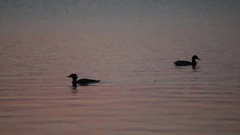 Two ducks cross paths, panning shot Stock-Footage 134657115