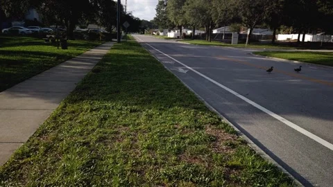 Two ducks in crossing a two lane street  beside Jorgensen Lake Stock Footage 244580260