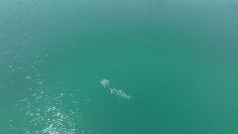 Two ducks dive underwater to catch fish Vidéo 280362655