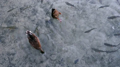 Two ducks diving in a clear water to catch food with fishes swimming around them Stock Footage 89159278