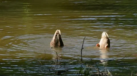 Two ducks diving Stock Footage 11564212
