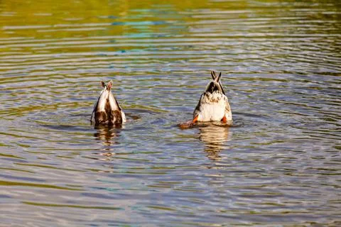 Two ducks diving Stock Photos