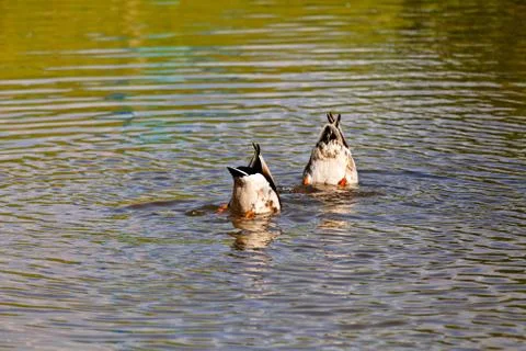 Two ducks diving Stock Photos