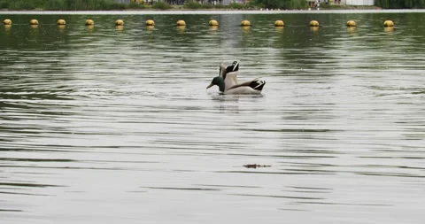 Two ducks diving in still water Stock Footage 312166853
