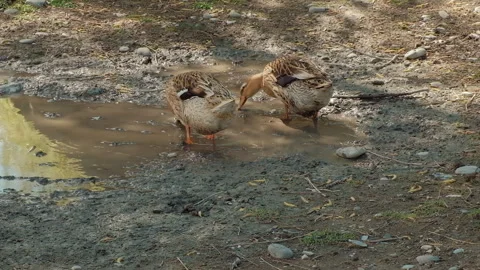 Two ducks drinking dirty water at the small farm yard. Household concept Stock Footage 258287084