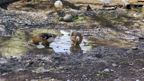 Two ducks drinking dirty water at the small farm yard. Household concept Stock Footage 264268036