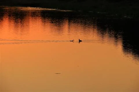 Two ducks during sunset at a lake with trees on the bank of the lake Foto stock