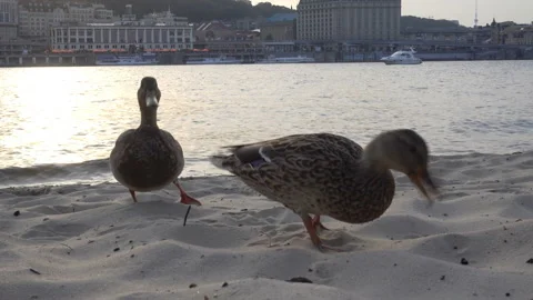 Two ducks eat on a river beach and city buildings. Stock Footage 142464789