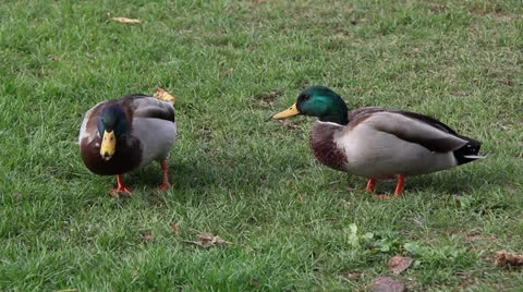 Two ducks eating grass Stock Footage 23757158
