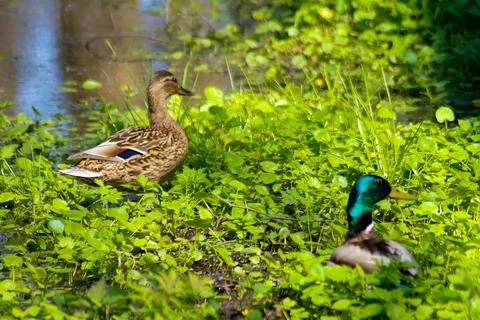 Two ducks on the edge of the river Stock Photos